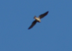 Falconiformes