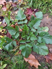 Raphanus raphanistrum