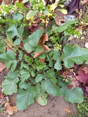 Raphanus raphanistrum