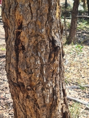 Corymbia eximia
