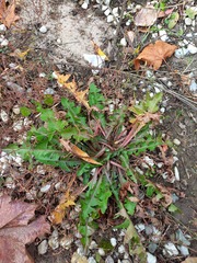 Taraxacum officinale