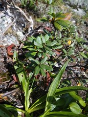 Rhododendron adamsii