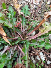 Taraxacum officinale