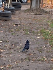 Corvus frugilegus