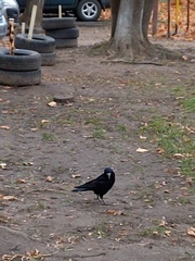 Corvus frugilegus