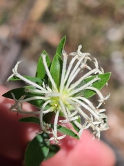 Pimelea linifolia linifolia