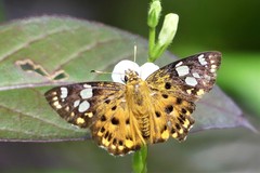 Coladenia indrani