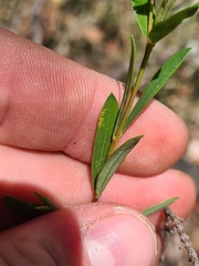 Pimelea linifolia linifolia