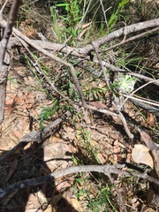 Pimelea linifolia linifolia
