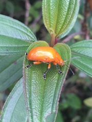 Podontia lutea