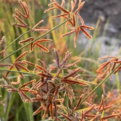 Cyperus leptocladus
