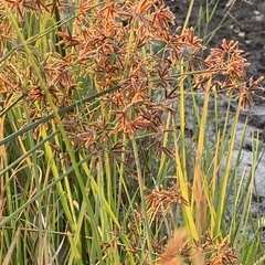 Cyperus leptocladus