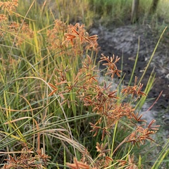 Cyperus leptocladus