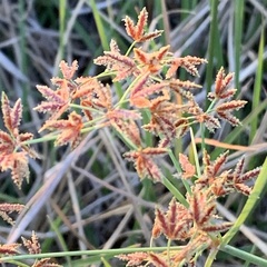Cyperus leptocladus
