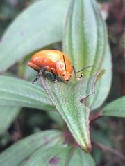 Podontia lutea
