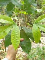 Acronychia pubescens