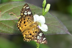 Coladenia indrani