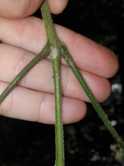 Acronychia pubescens