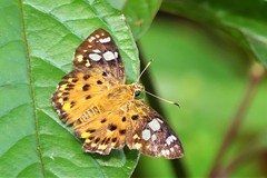 Coladenia indrani