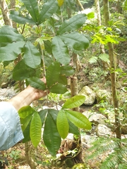 Acronychia pubescens