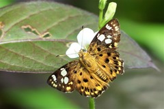 Coladenia indrani