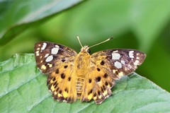 Coladenia indrani