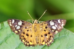 Coladenia indrani