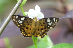 Coladenia indrani