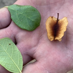 Combretum hereroense