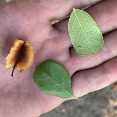 Combretum hereroense