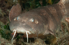 Blind Shark photo 3