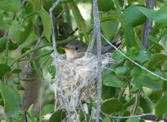 Empidonax traillii extimus