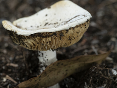 Amanita farinacea