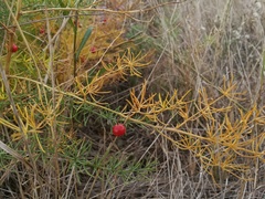 Asparagus maritimus