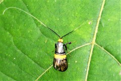 Nemophora decisella