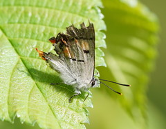 Pseudalmenus chlorinda