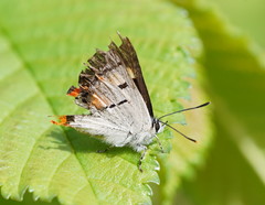 Pseudalmenus chlorinda