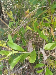 Muellerina celastroides
