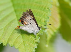 Pseudalmenus chlorinda