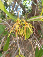 Muellerina celastroides