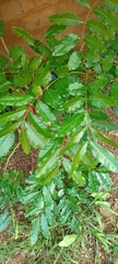 Magnoliopsida