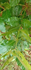 Magnoliopsida