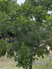 Erythrina lysistemon