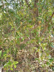 Muellerina celastroides