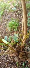 Magnoliopsida
