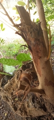 Magnoliopsida