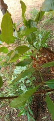 Magnoliopsida