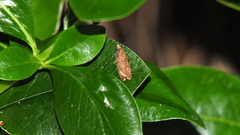 Cryptaspasma querula