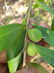 Persoonia conjuncta