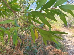 Persoonia conjuncta